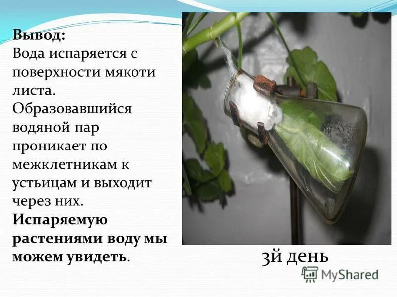 Транспирация испарение воды. Опыт испарение воды листьями. Процесс испарения воды у растений. Испарение воды растениями транспирация. Испарение воды растениями транспирация.
