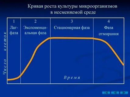 Жизненный цикл культур