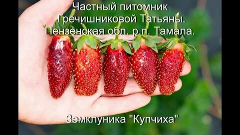 Клубника купчиха описание отзывы садоводов урожайность