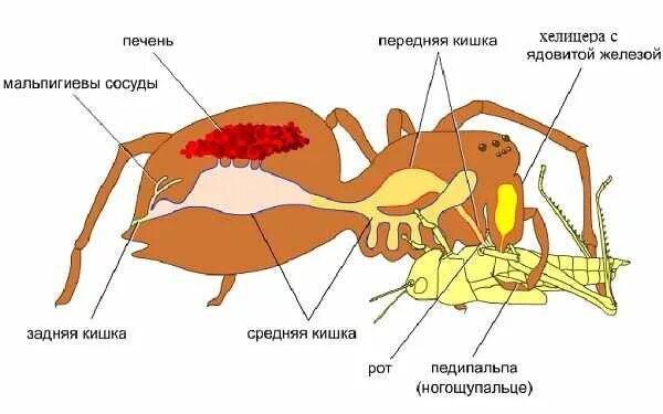 Выделительная паукообразных. Выделительная система арахнид. пищеварительная система паука схема. выделительная система паука крестовика. мальпигиевы сосуды у членистоногих.