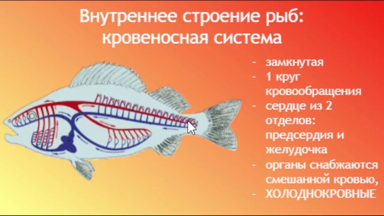 В мире существует несколько десятков рыб огэ. Ароморфозы рыб егэ.