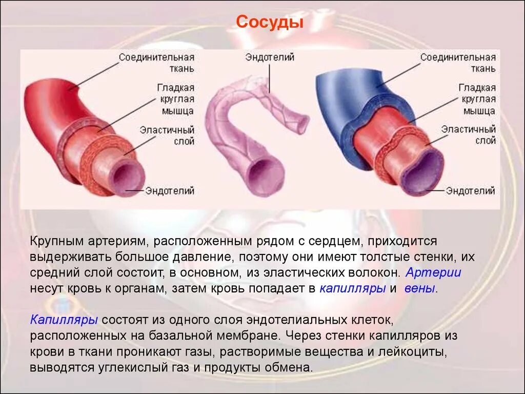 Имеет толстую мышечную стенку