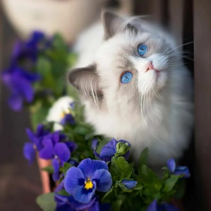 Картинки с добрыми пожеланиями с котиками Pin by Леди Ди on Доброе утро Pretty cats, Cute cats and kittens, Cats