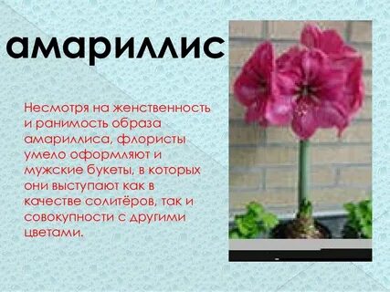 Значение цветов амариллис