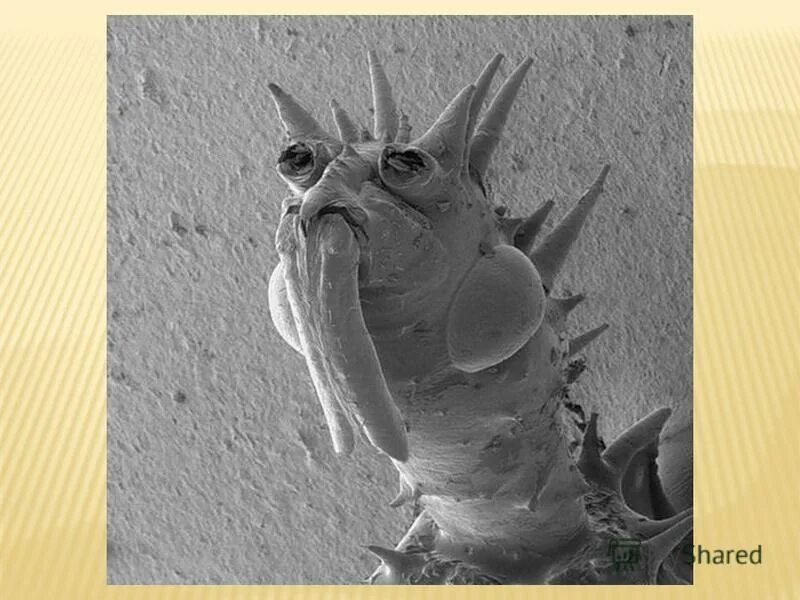 Сопли под микроскопом для детей Микромир Things under a microscope, Microscopic photography, Electron microscope