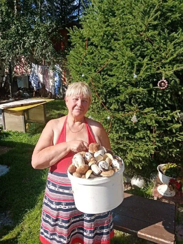 дачные вести