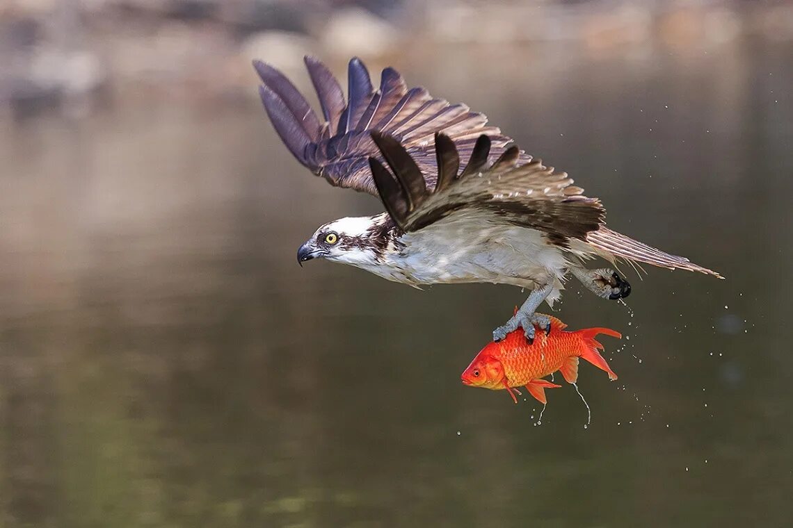 Птица. Болотный пеликан. Фламинго размах крыльев. Какие птицы умеют летать. Короткокрылая плавающая но не летающая птица.