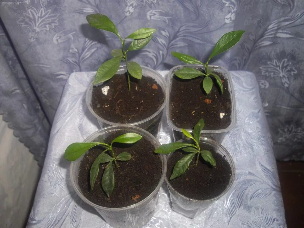 кумкват косточки. кумкват росток. кумкват и личи. кумкват растение. вырастить кумкват из косточки.