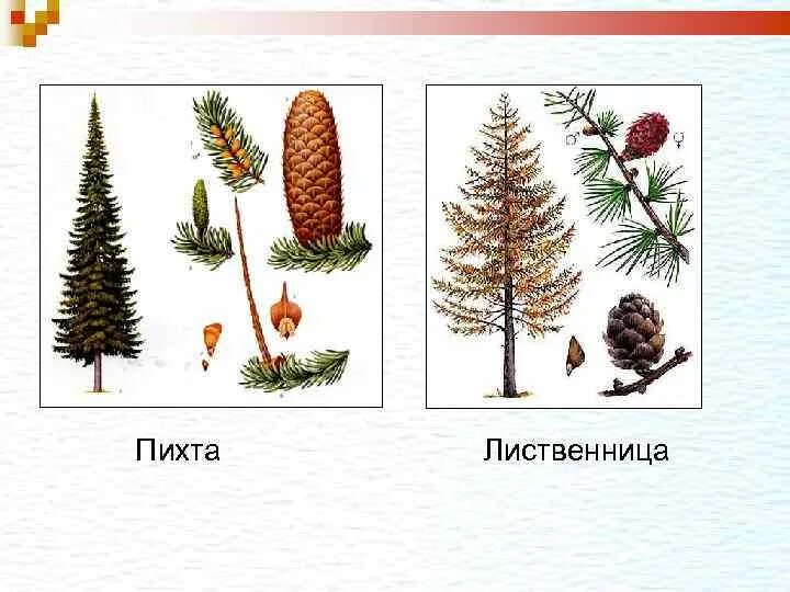 Сосна ель лиственница шишки. Пихта таблица. Пихта таблица. Таблица биологии хвойных растений. Пихта корейская описание и фото высота дерева.