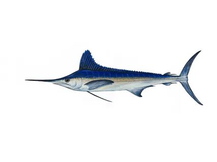 White marlin