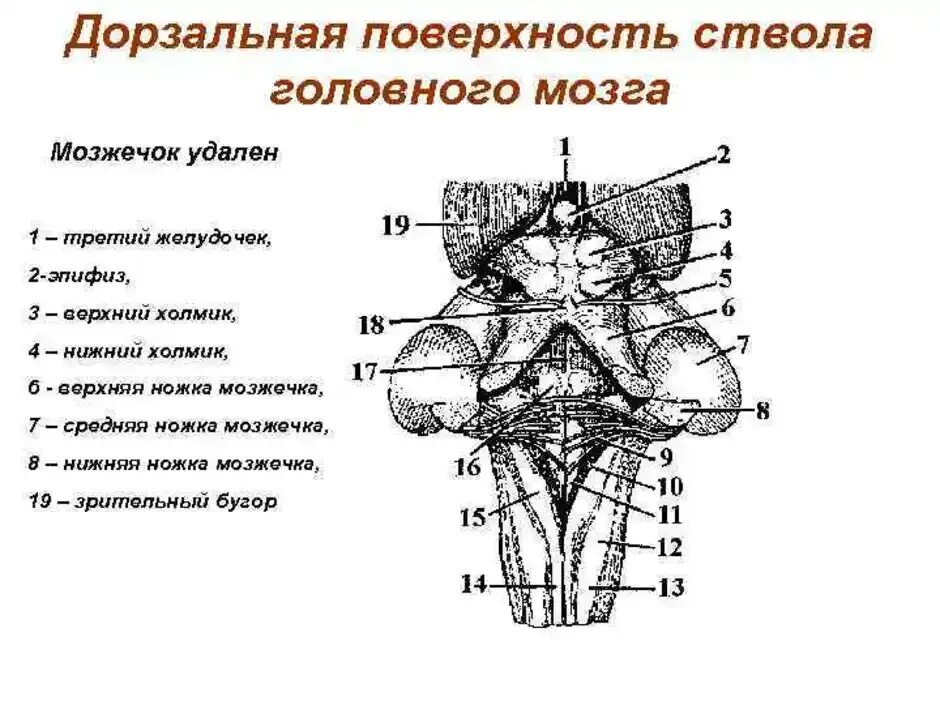 Вентральная часть ствола головного мозга. Наружное строение продолговатого мозга анатомия. Структуры дорсальной поверхности продолговатого мозга. Схема дорсальной поверхности мозгового ствола.