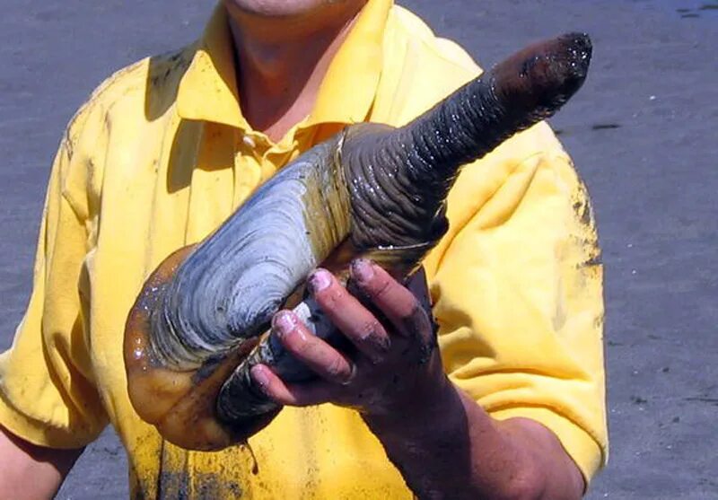 Огромные половые органы. Гуидак Королевский Королевский моллюск. Гуидак-Дальневосточный моллюск. Гуидак большой моллюск.