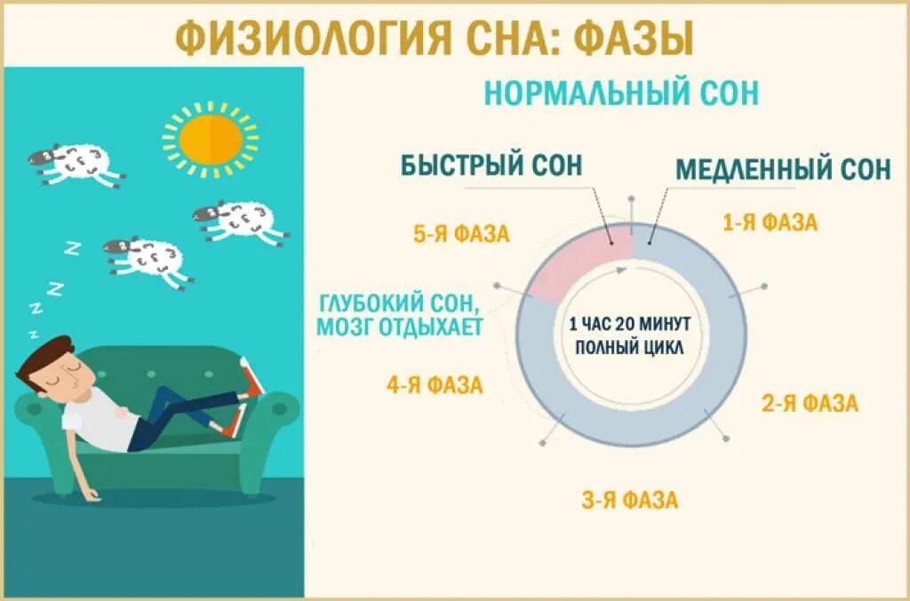 Схема цикла сна. Фазы сна схема. Фазовая структура сна. Быстрая и медленная фаза сна схема. Сколько часов длится здоровый сон человека