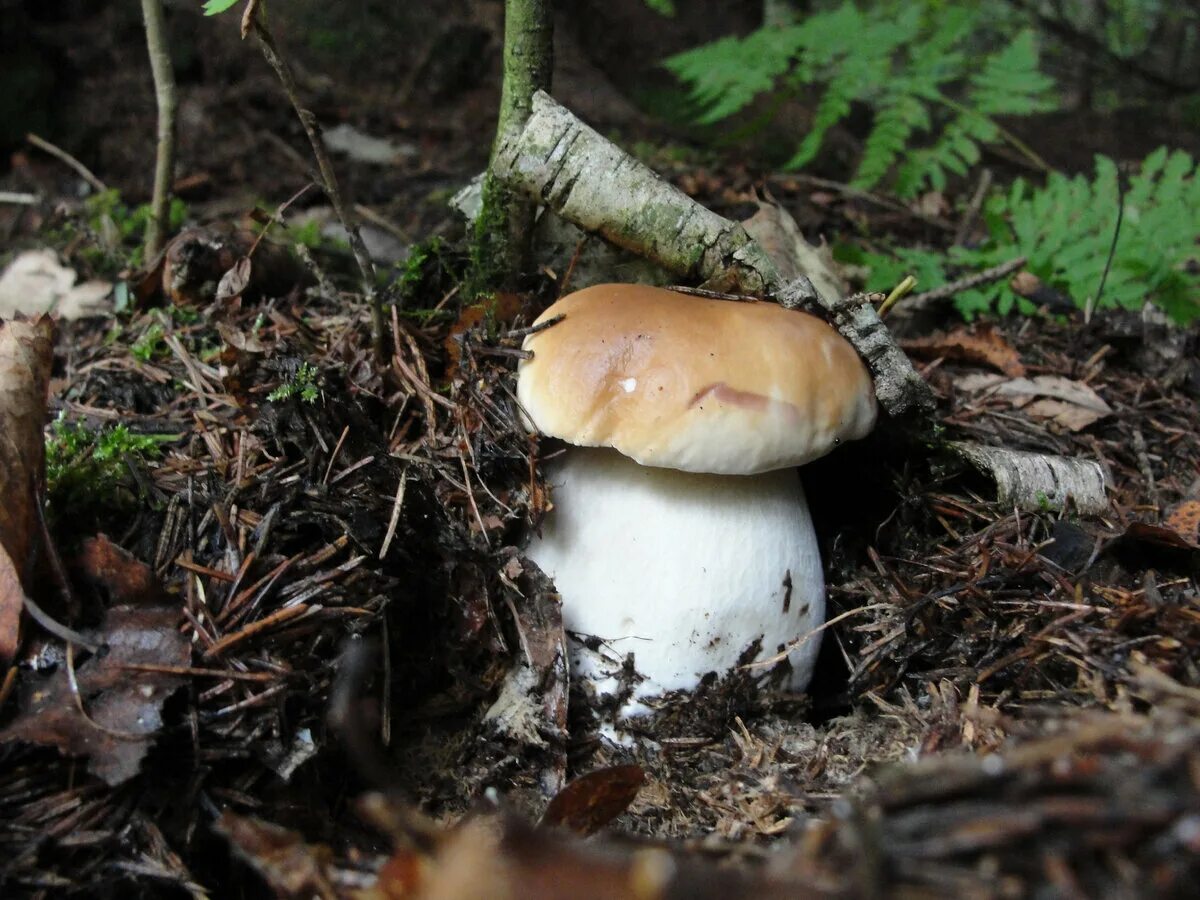 Гриблен. Грибы Крыма белый гриб Сосновик. Boletus edulis мицелий. Летний белый гриб. Мицелий грибов белый гриб.