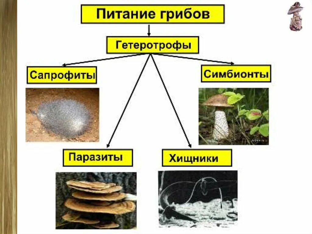 Какой тип питания характерен для шампиньона. Схема питания грибов 6 класс биология. Питание грибов 6 класс Пасечник. Питание грибов 5 класс биология. Схема питания грибов 6 класс.