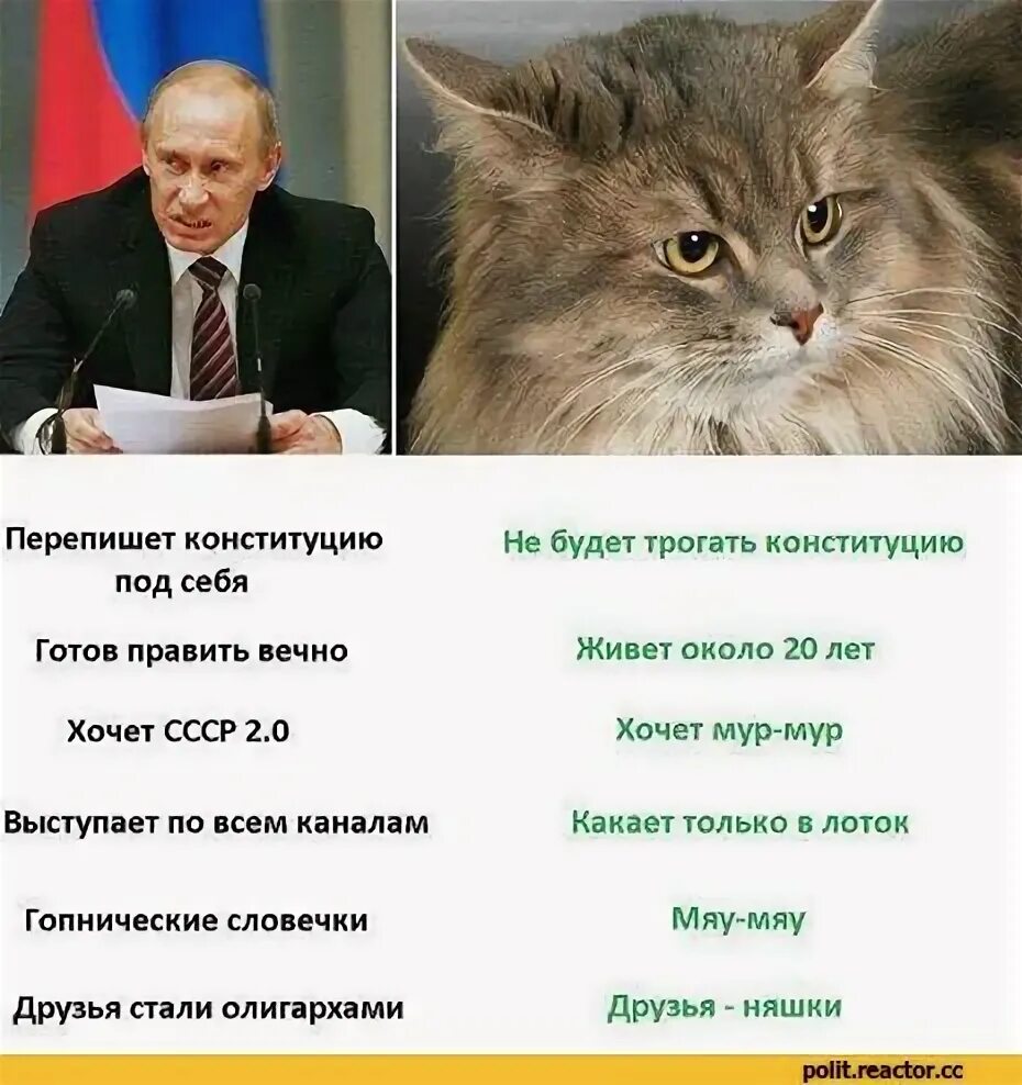 Если не он то кот. Коты и политика. котики политика. коты мемы политические. кот с конституцией.
