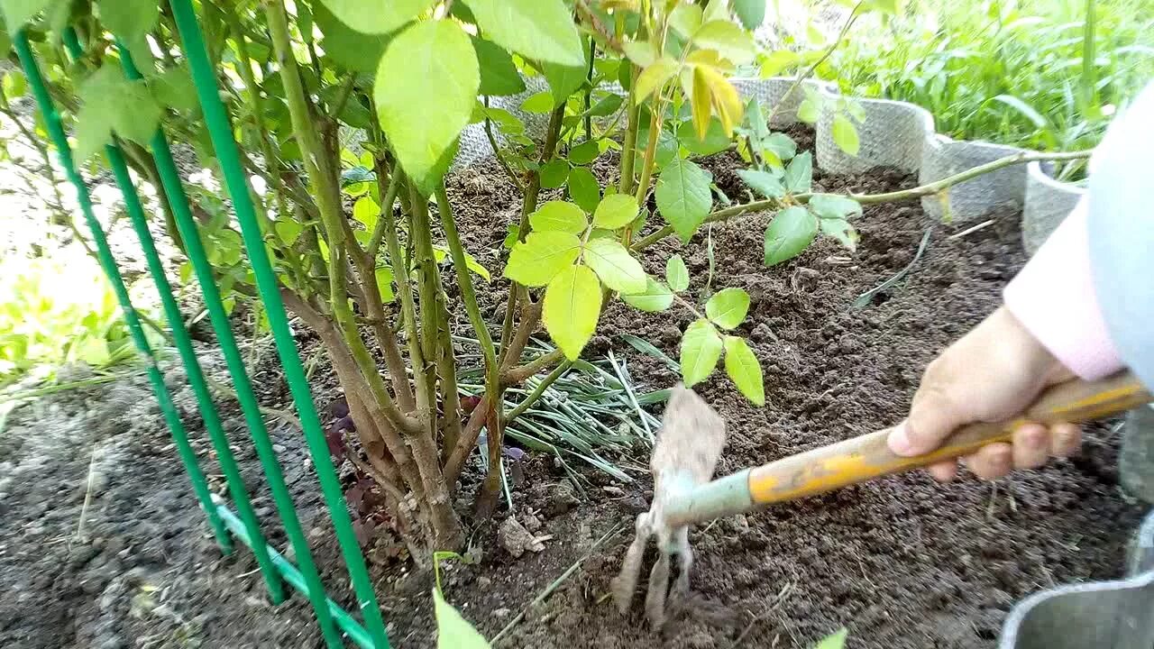 Банановые шкурки для удобрения рассады томатов. Черенок розы в банане. подкормка рассады банановой кожурой. банановая кожура как удобрение для комнатных растений. бананы для цветов как удобрение.