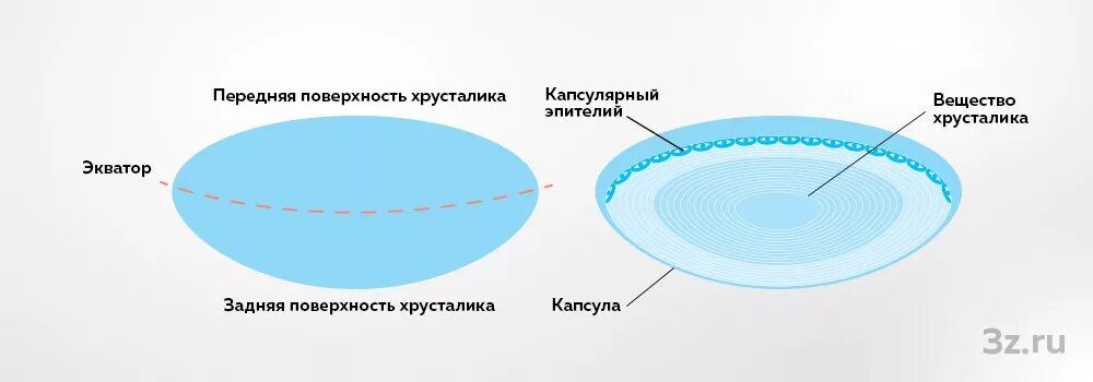 Как выглядит хрусталик глаза человека