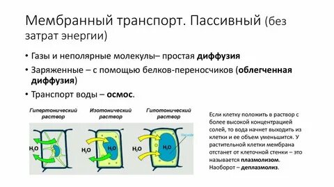 Почему осмос пассивный транспорт