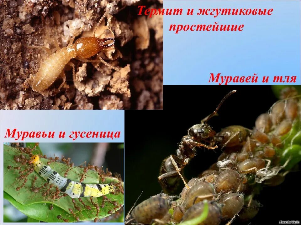 Муравьи и тля тип взаимоотношений. Муравей и тля тип взаимоотношений. гусеница муравей. тип биотических отношений между муравьём и тлёй. тип взаимодействия муравья и тли.