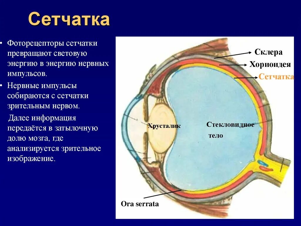 Роговица зрительная зона коры мозга стекловидное тело. Склера сосудистая оболочка сетчатка. Белочная оболочка глазного яблока. Строение оболочек глаза. Наружная и внутренняя оболочки глаза.