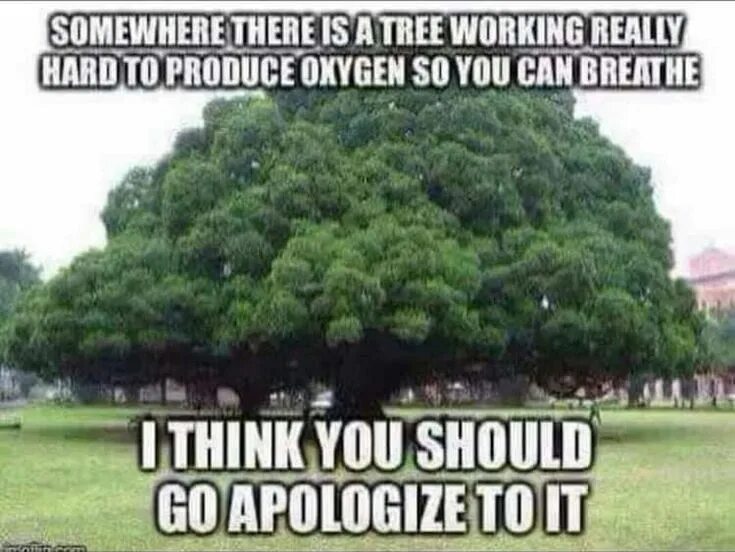 You should apologize. Trees produce Oxygen. Деревья и кислород. How Trees produce Oxygen in Stages.