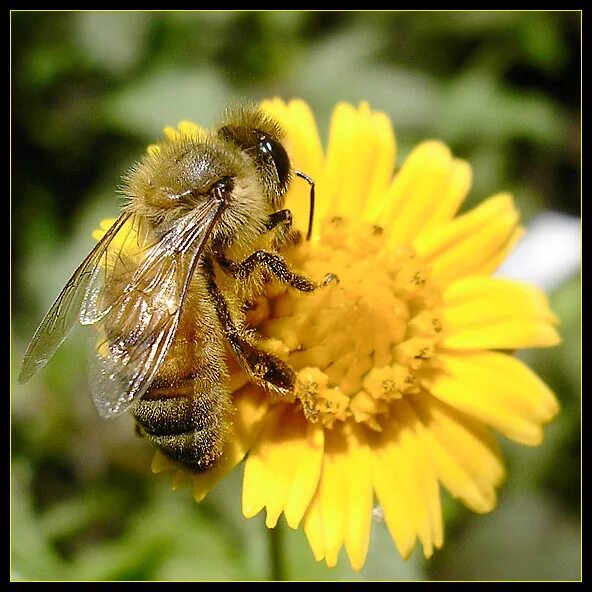 Пчелочка златая. Две пчелы. Слова песни пчелочка златая. Пчела абхазянка. А пчелочка златая а что же ты жужжишь.