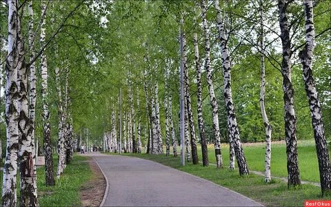 Аллеи белых берез