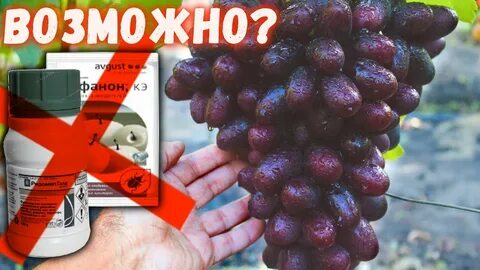 Алверцян виноград