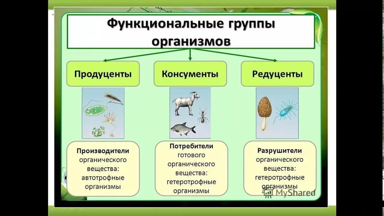 Экосистема компоненты экосистемы. Компоненты природной экосистемы. Структурные компоненты экосистемы схема. Компоненты экосистемы 5 класс Естествознание. Роль продуцентов в природном сообществе