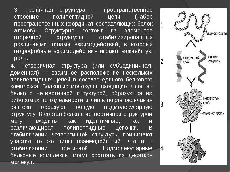 Третичная структура Альфа спираль. Третичная структура белка. Третичная и четвертичная структура. Третичная структруа БЕЛАК биохимия. Третичную структуру белка стабилизируют