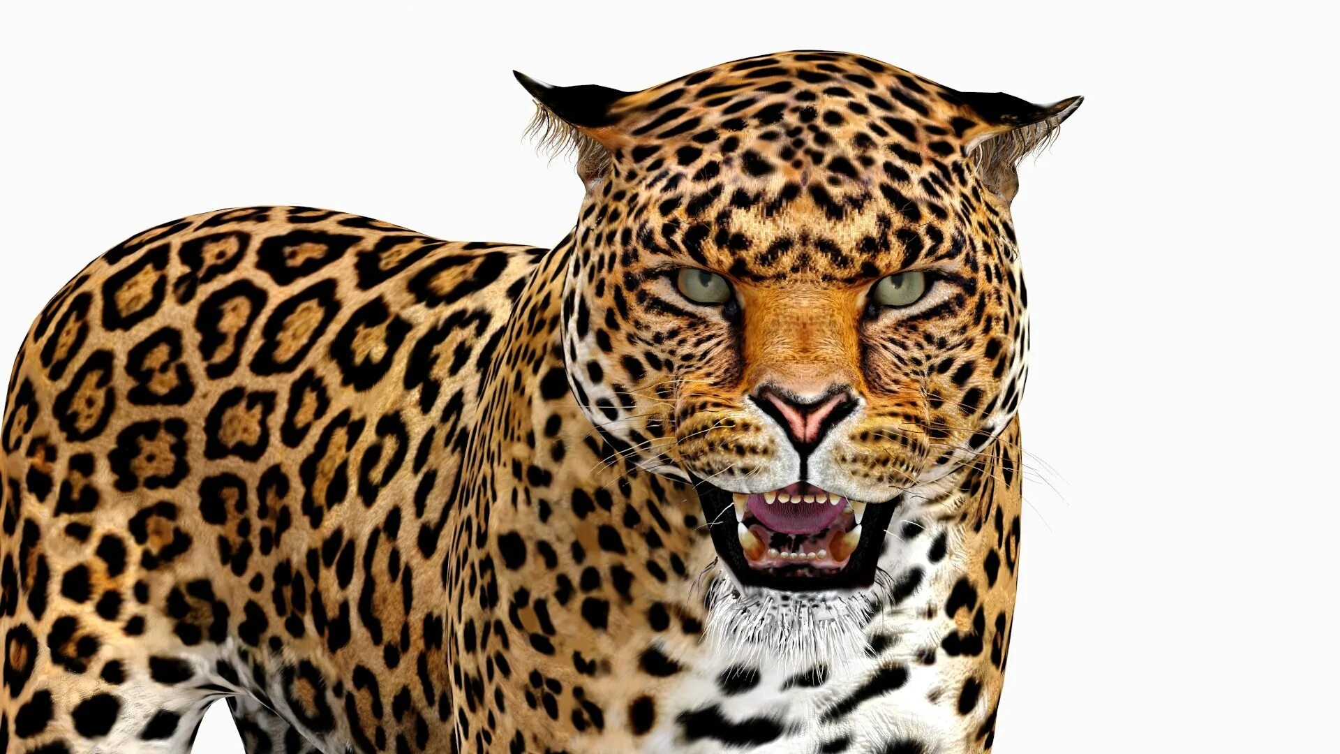 Leopard max