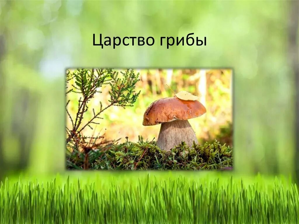 организмы относящиеся к царству грибов. характеристика представителей царства грибов. царство грибов. схема грибы одноклеточные и многоклеточные. царство грибов.