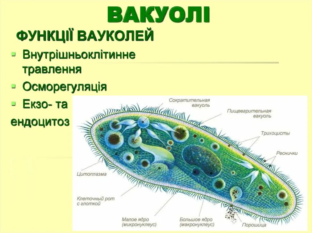 3 простейших моделей. Органоиды инфузория туфелька. Порошица у инфузории. Тип инфузории инфузория туфелька. Инфузория туфелька органоиды движения.