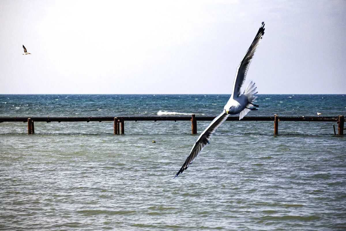реет буревестник. буревестник горький. буревестник над морем. альбатрос над морем. над седой равниной моря гордо реет буревестник.