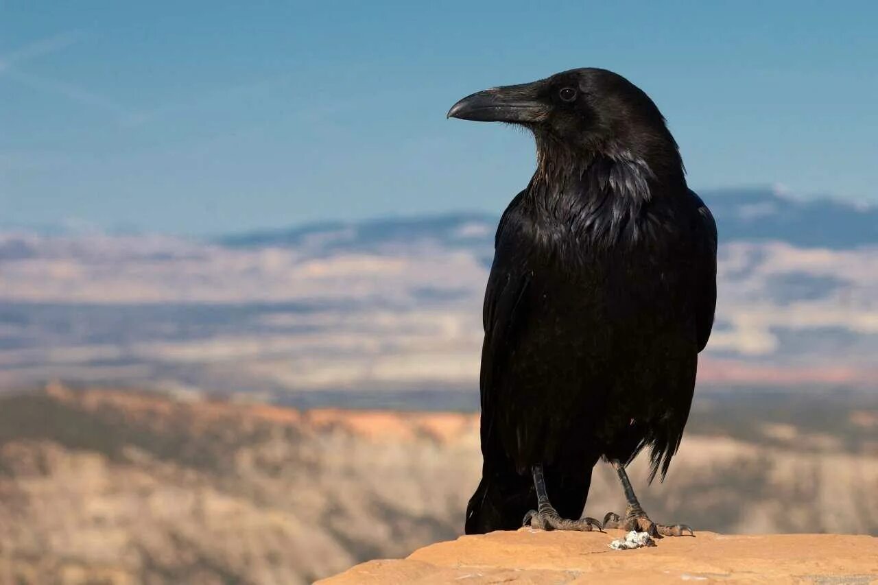 Старый ворон. Corvus corax птица. ворон обыкновенный. ворона. черный ворон.