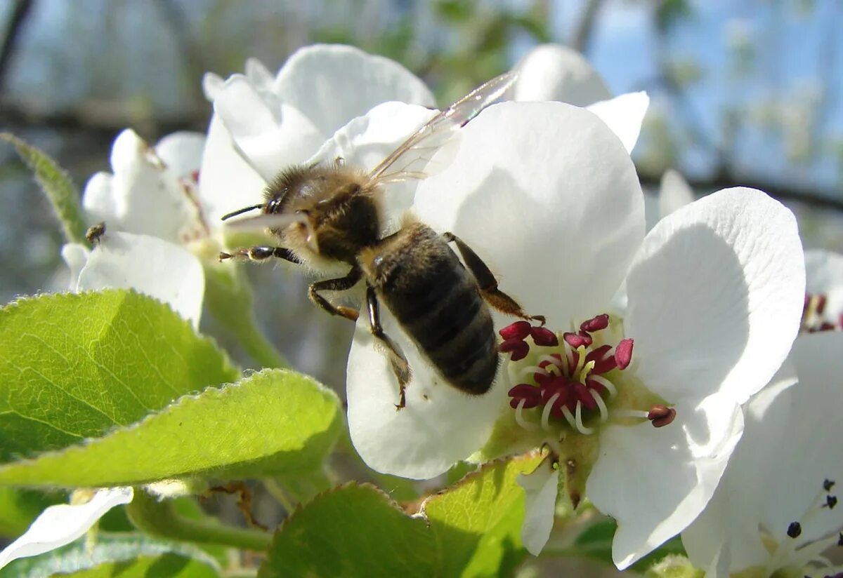 Шмель опыляет яблоню. Пчела опыляет яблоню. Весенние медоносы яблоня. Опыление яблони пчелами. Русская красавица опылители