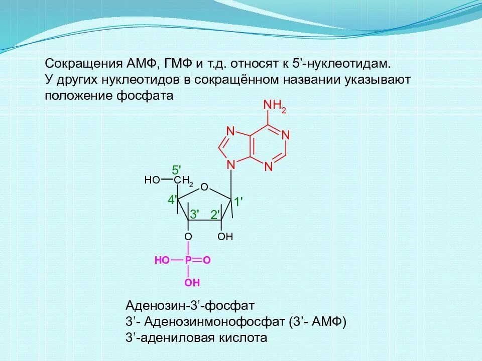 Гмф биохимия