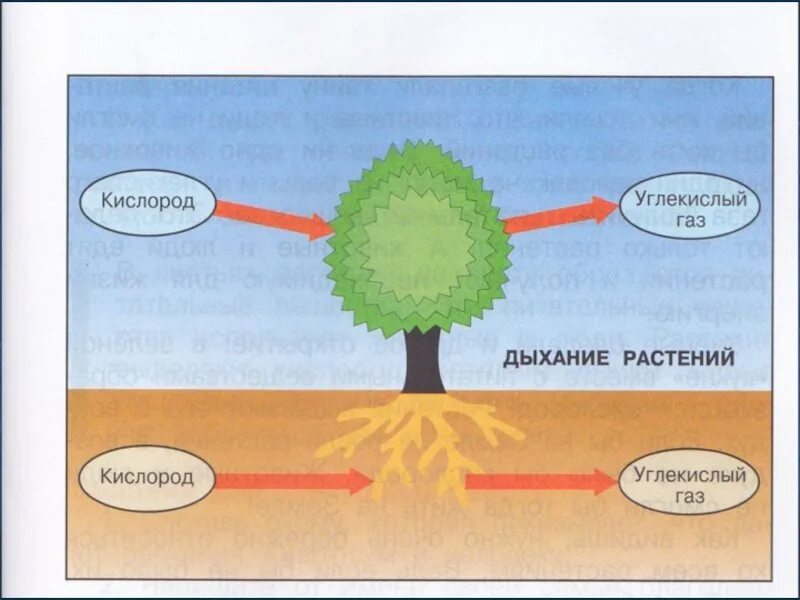 Процесс питания и дыхания растений. Дыхание растений. Растения выделяют кислород. Растения поглощающие кислород и выделяющие углекислый ГАЗ. Поглощение кислорода и выделение углекислого газа.