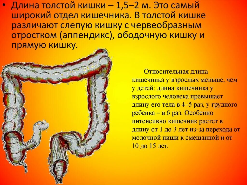 Название толстого кишечника. Размер толстой кишки у взрослого человека. Длина кишечника у взрослого человека. Длина толстой кишки у взрослого. Длина Толстого кишечника взрослого человека.