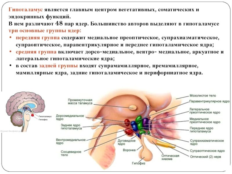 Центр регуляции голода и жажды