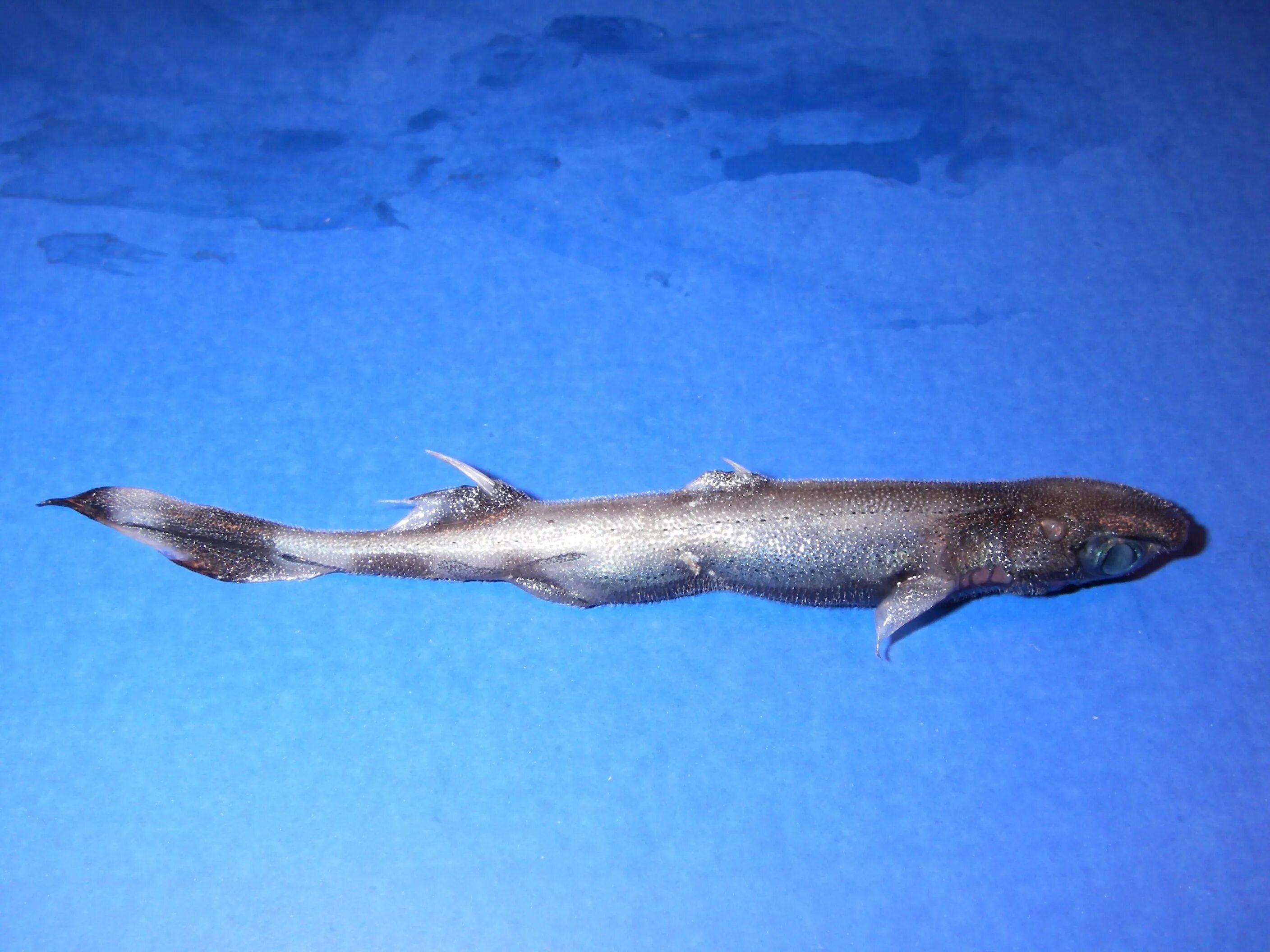 Глубоководная акула. Этмоптерус Перри. Etmopterus perryi акула. Этмоптерус Шульца. Карликовая колючая акула.