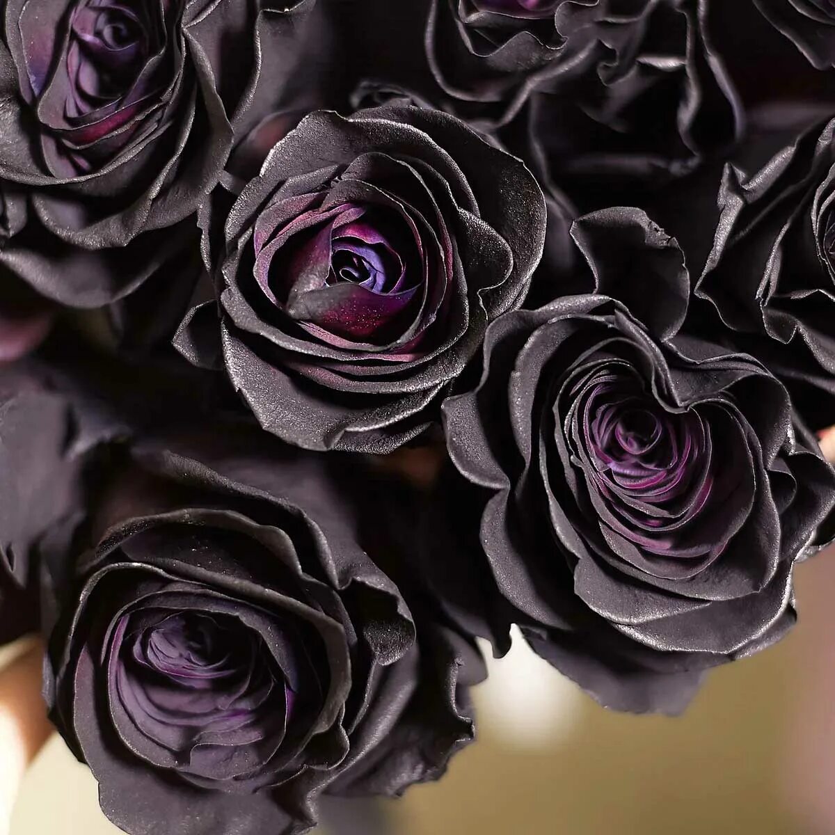 Черней черных картинки. Роза Блэк Перл. Черные розы Халфети. Роза черный букет плетистая. Черные розы Халфети букет.