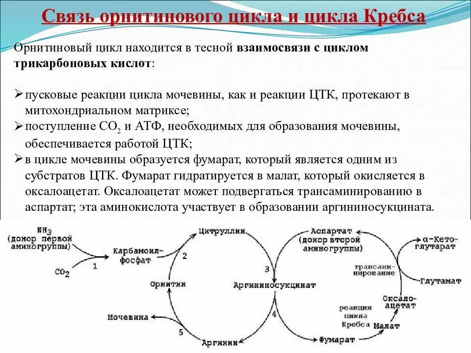 Связь орнитинового цикла с циклом Кребса. Взаимосвязь цикла мочевины и цикла Кребса. Связь орнитинового цикла и ЦТК. Цикл Кребса ЦТК. Взаимосвязь биосинтеза белка и дыхания