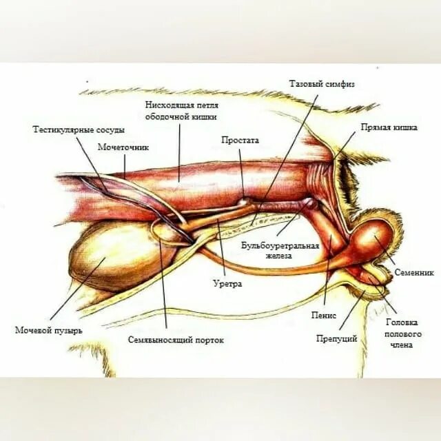 Мочеточник у кошек. Строение мочевого пузыря у котов. Мочевыделительная система мочевой пузырь. Анатомия мочеполовой системы котов. Мочевой пузырь кошки анатомия.