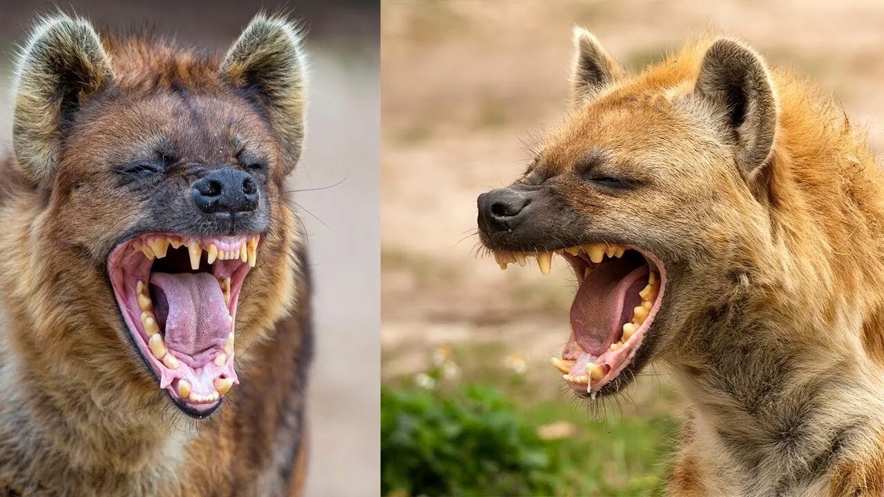 Гиена смех. Гиена смех. Гиена смех. Анатомия гиены. Гиена ржет.