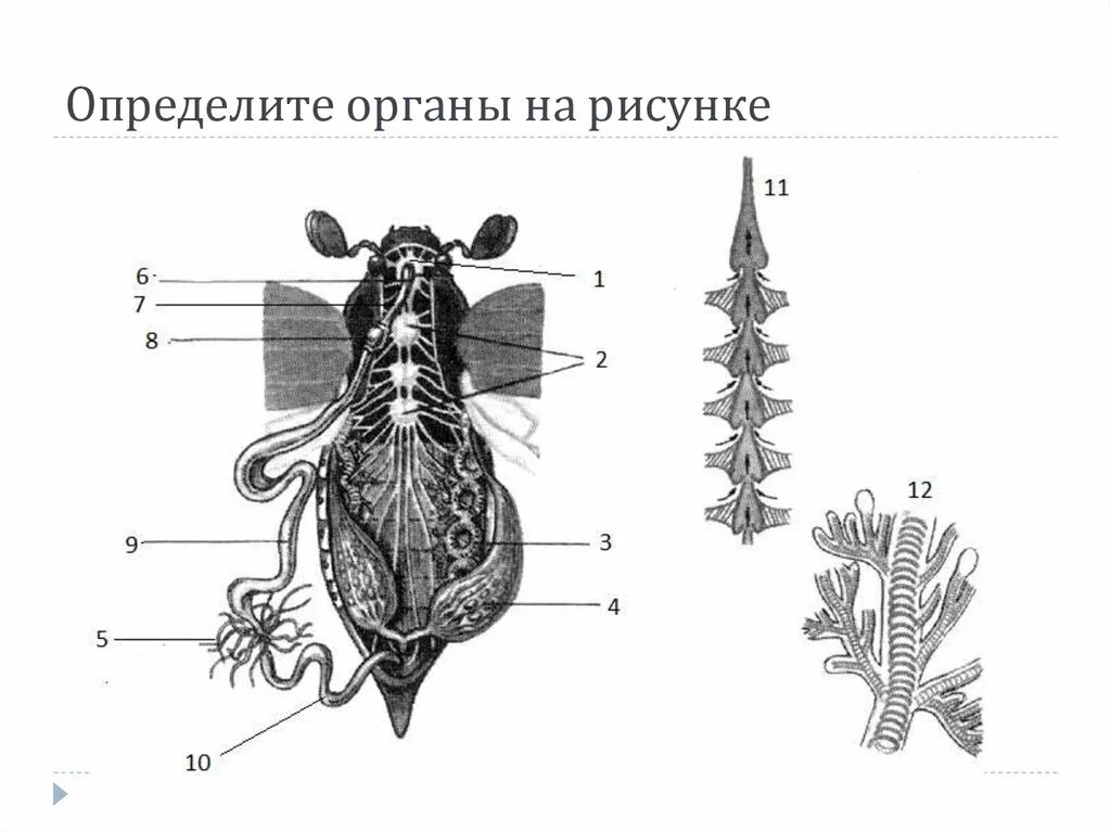 Строение насекомого майского жука. Внутренне строение майского жука. Внутреннее строение майского жука схема. Внутреннее строение самки майского жука. Внутреннее строение майского хруща.