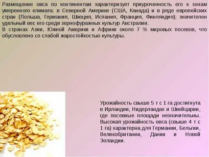 Овес применение для печени