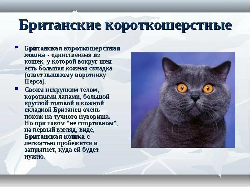 Британец фото описание. О породе британская короткошерстная 2 класс. порода кошек британская короткошерстная основные сведения. британская короткошёрстная кошка описание породы. порода кошек британец описание.