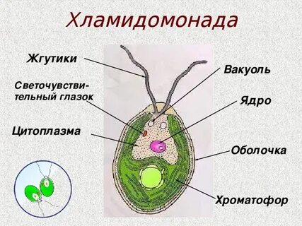 Строение водорослей картинка